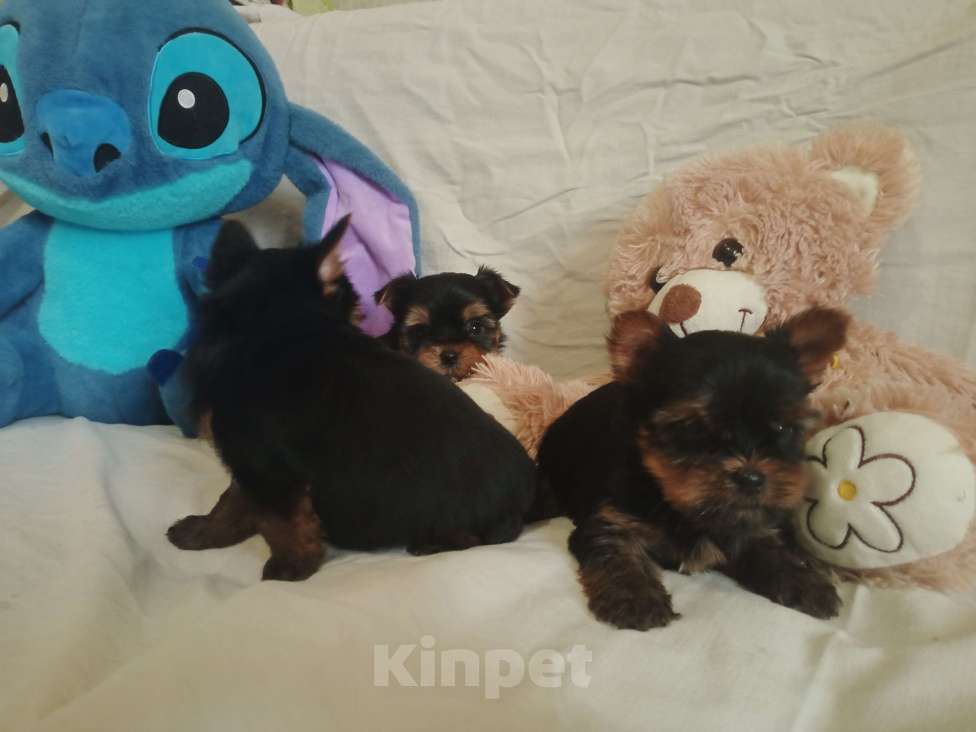 Собаки в Челябинске: Щенки йоркшеркого терьера Девочка, 25 000 руб. - фото 9