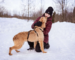 Собаки в Москве: Невероятная девчонка ищет свой дом и семью! Девочка, Бесплатно - фото 8