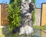 Кошки в Чехове: Мейн-кун котенок Девочка, 15 000 руб. - фото 1