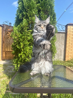 Мейн-кун котенок