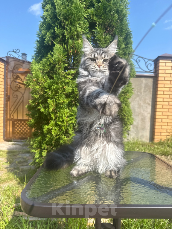 Кошки в Чехове: Мейн-кун котенок Девочка, 15 000 руб. - фото 1