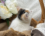 Кошки в Сосновом Бору: Котенок Бабочка Девочка, Бесплатно - фото 6