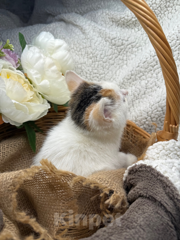 Кошки в Сосновом Бору: Котенок Бабочка Девочка, Бесплатно - фото 6