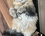 Кошки в Екатеринбурге: Котик Карл Мальчик, Бесплатно - фото 9