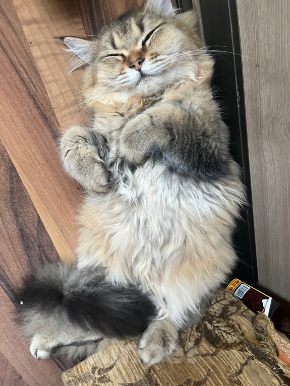 Кошки в Екатеринбурге: Котик Карл Мальчик, Бесплатно - фото 9