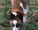 Собаки в других городах Московской области: Деймон с невероятными голубыми глазами ищет дом Мальчик, Бесплатно - фото 4