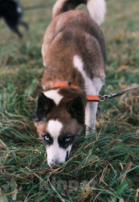 Собаки в других городах Московской области: Деймон с невероятными голубыми глазами ищет дом Мальчик, Бесплатно - фото 4