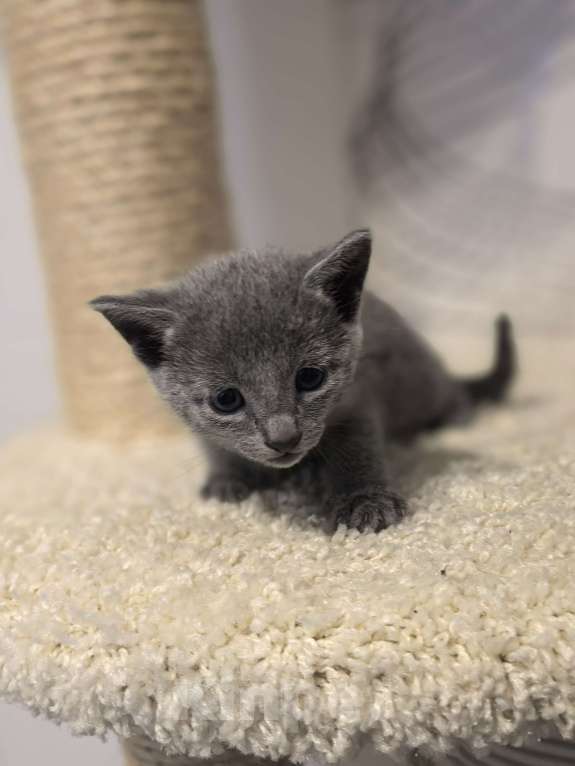 Кошки в Москве: Котята русской голубой Мальчик, 70 000 руб. - фото 2