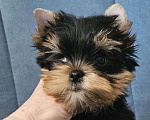 Собаки в Москве: Мальчик йорка Мальчик, 40 000 руб. - фото 2
