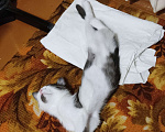Кошки в Воронеже: Потерялся котик возле ВАСО Мальчик, Бесплатно - фото 1
