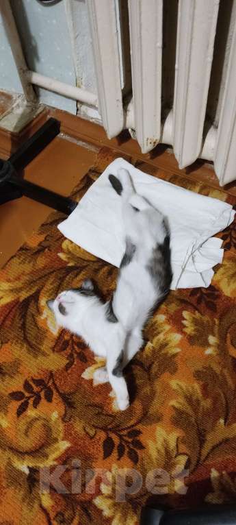 Кошки в Воронеже: Потерялся котик возле ВАСО Мальчик, Бесплатно - фото 1