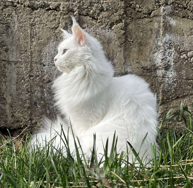 Кошки в Пятигорске: Питомник Affectionate miracle Девочка, Бесплатно - фото 4