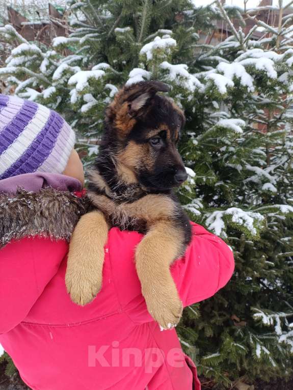 Собаки в Томске: Немецкая овчарка щенок Девочка, 50 000 руб. - фото 2