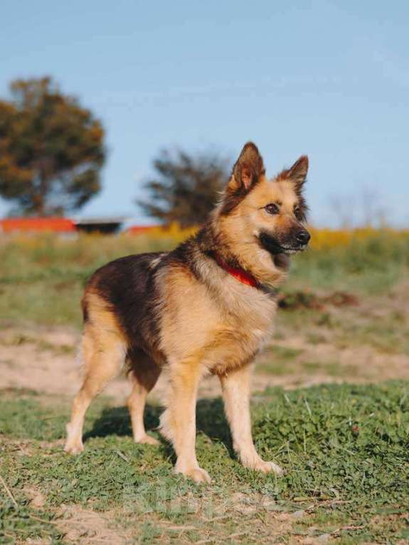 Собаки в Воронеже: Домашняя миниатюрная собачка Леди, идеальный компаньон ищет дом Девочка, 10 руб. - фото 4