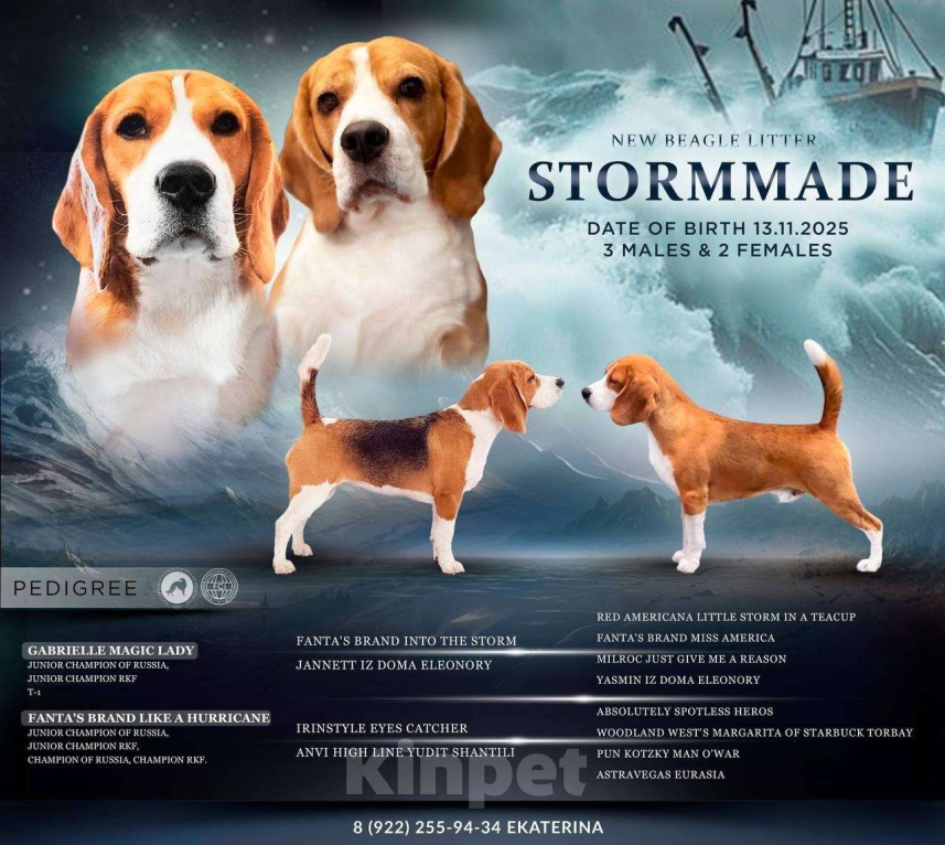 Собаки в Нижневартовске: Щеночек бигль Мальчик, Бесплатно - фото 1