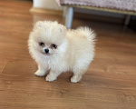 Собаки в Москве: Мини мальчик померанского шпица , Энди  Мальчик, 55 000 руб. - фото 5