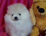Собаки в Москве: Пушистое счастье- мини мальчик Мальчик, 30 000 руб. - фото 3