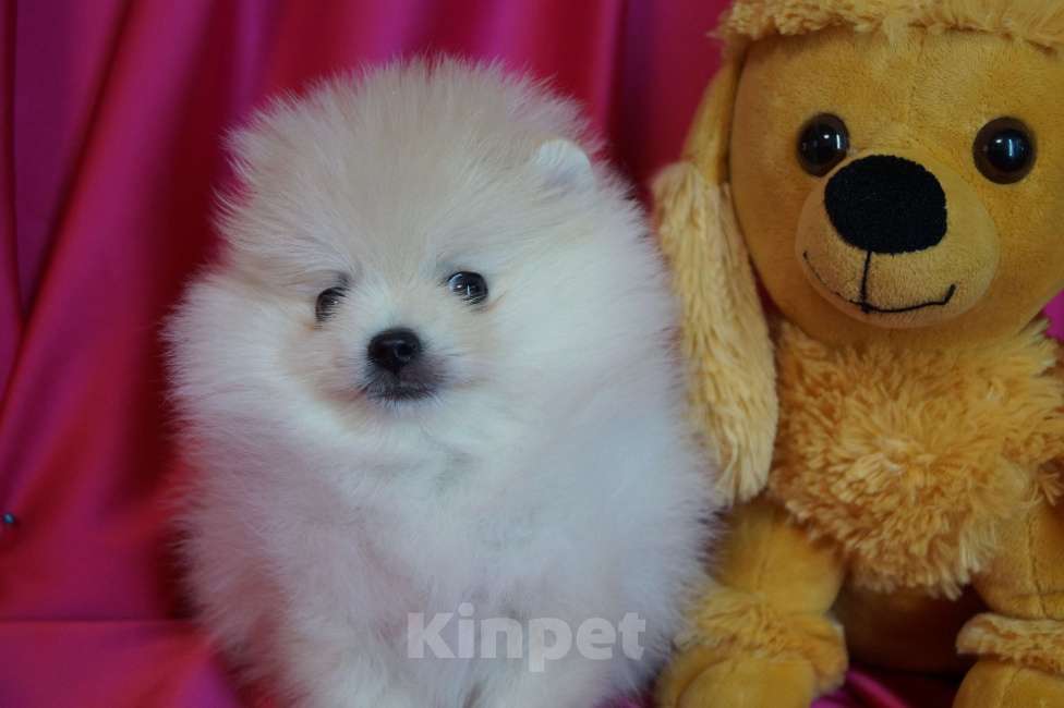 Собаки в Москве: Пушистое счастье- мини мальчик Мальчик, 30 000 руб. - фото 3