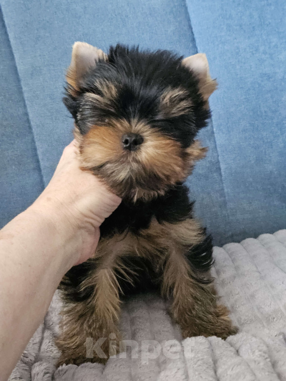Собаки в Москве: Мальчик йорка Мальчик, 70 000 руб. - фото 3