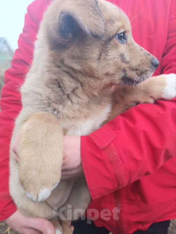 Собаки в Москве: Малышка Веснушка в поисках семьи Девочка, Бесплатно - фото 2