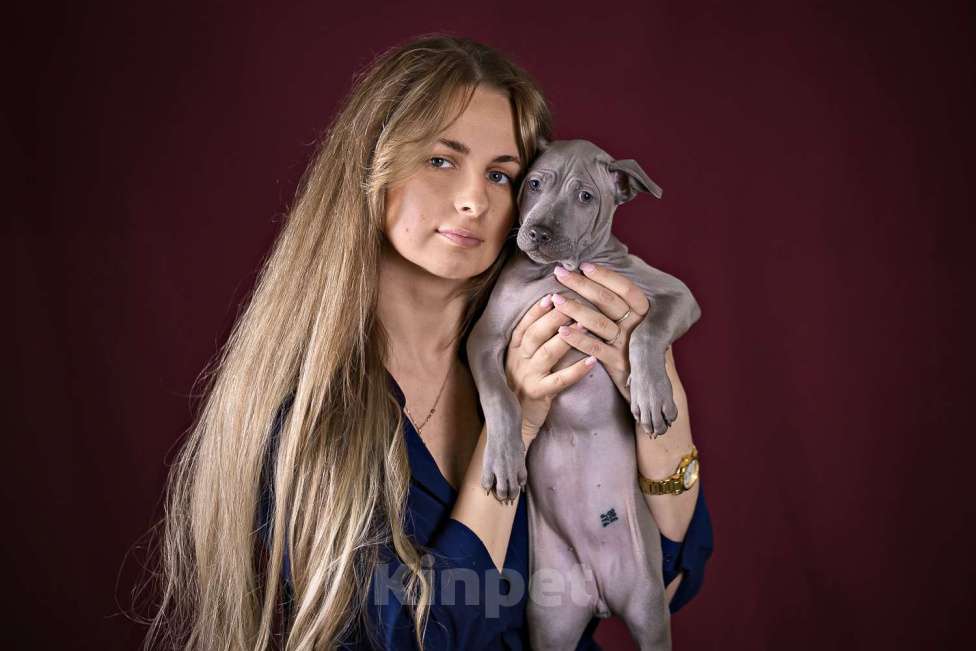 Собаки в других городах Московской области: Щенок Тайского Риджбека Девочка, 150 000 руб. - фото 4