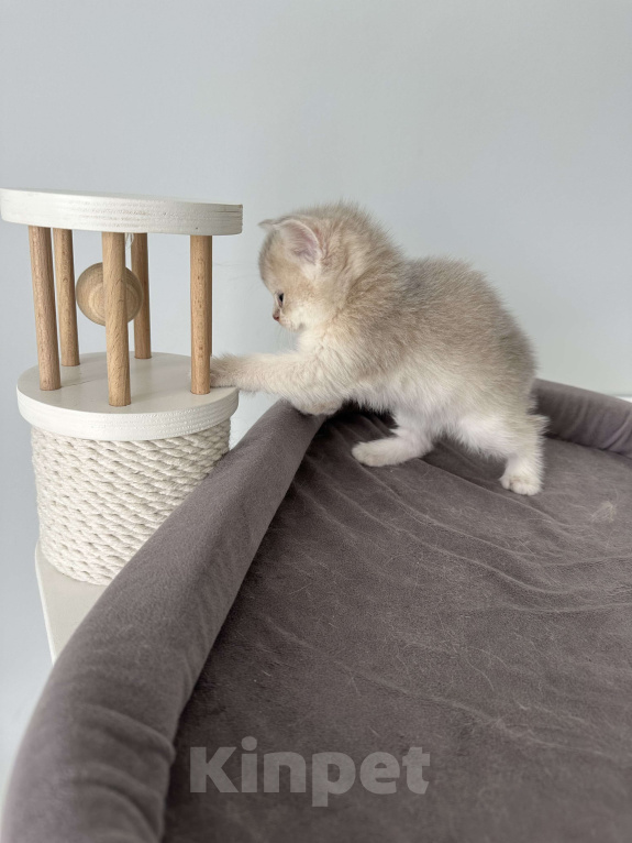 Кошки в Санкт-Петербурге: Шотландская девочка Девочка, 50 000 руб. - фото 3