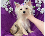 Собаки в Москве: Мини девочка йоркширского терьера золотая голддаст Девочка, 80 000 руб. - фото 8