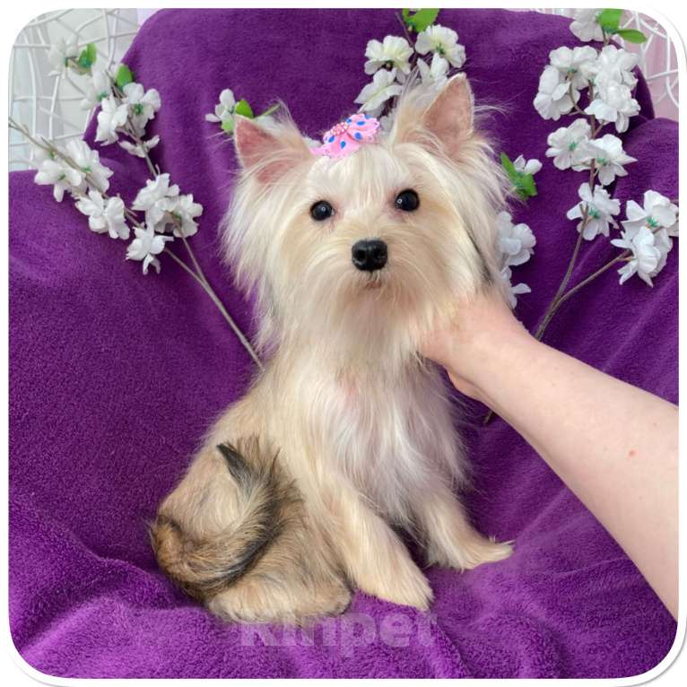 Собаки в Москве: Мини девочка йоркширского терьера золотая голддаст Девочка, 80 000 руб. - фото 8