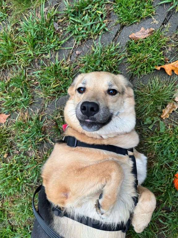 Собаки в Москве: Ищет дом неженка Плюша Девочка, Бесплатно - фото 6