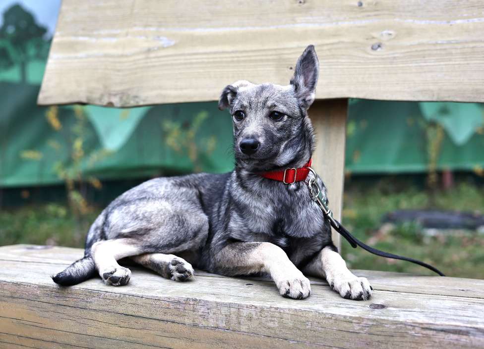 Собаки в Москве: Щенки бесплатно в Москве Девочка, Бесплатно - фото 2