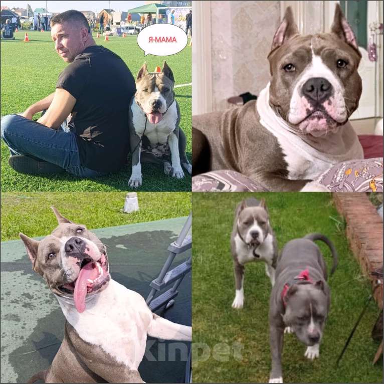 Собаки в Липецке: Щенки Американского Стаффордширского Терьера РКФ голубые Девочка, 60 000 руб. - фото 4