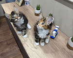 Кошки в Ростове-на-Дону: Котята Мальчик, 25 000 руб. - фото 4