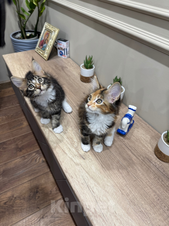 Кошки в Ростове-на-Дону: Котята Мальчик, 25 000 руб. - фото 4