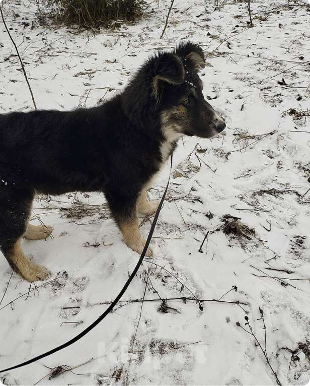 Собаки в других городах Московской области: Пушистый медвежонок по имени Мишка Девочка, 800 руб. - фото 6