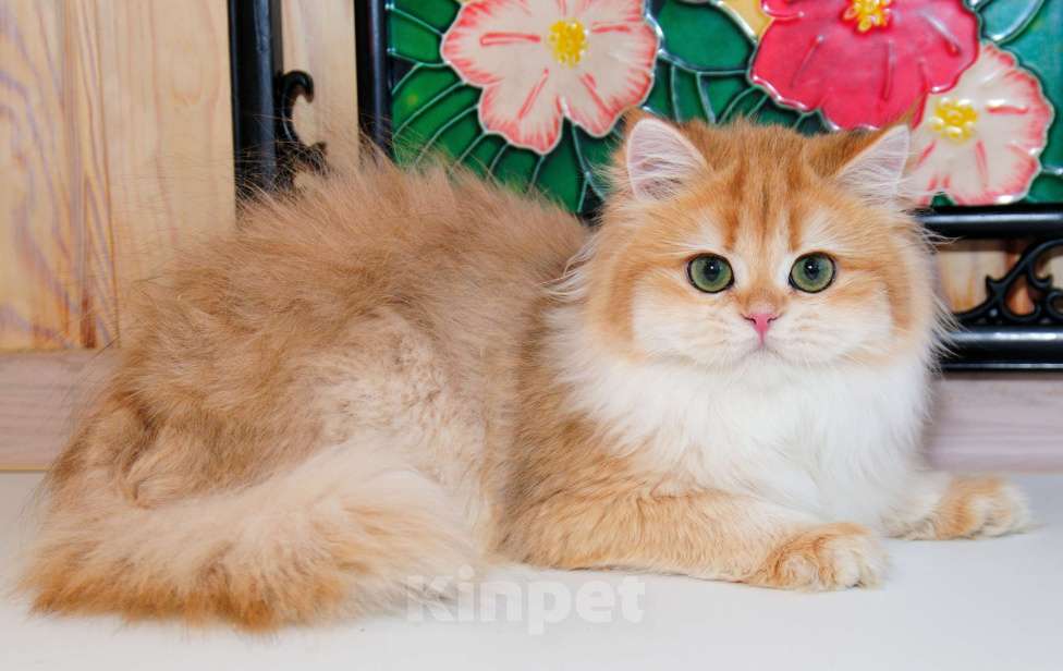 Кошки в Ярославле: Британская длинношерстная зототая девочка Девочка, Бесплатно - фото 2