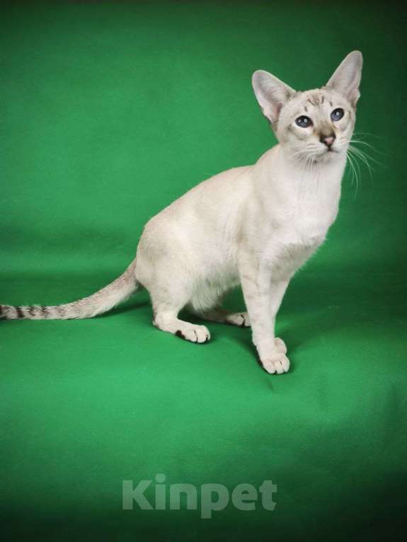 Кошки в Москве: Элитный синеглазый котенок  Мальчик, 55 000 руб. - фото 5