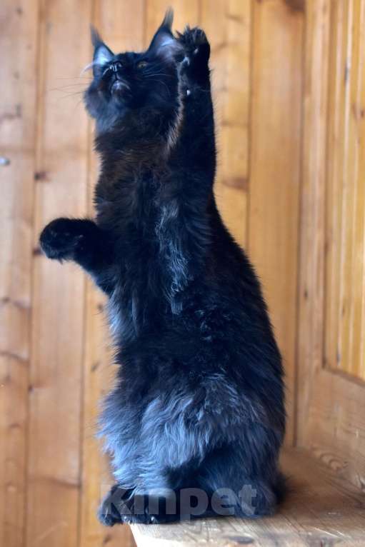 Кошки в Москве: Котик в любимочки Мальчик, 1 руб. - фото 2