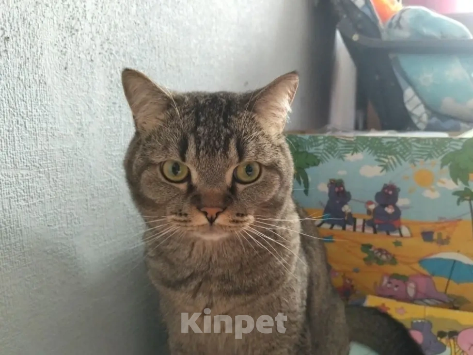 Кошки в Краснодаре: Найден кот! Мальчик, Бесплатно - фото 1