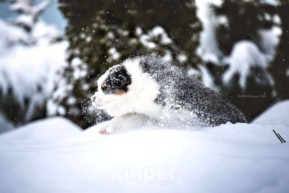 Собаки в Москве: Щенки Австралийской овчарки Мальчик, 50 000 руб. - фото 5