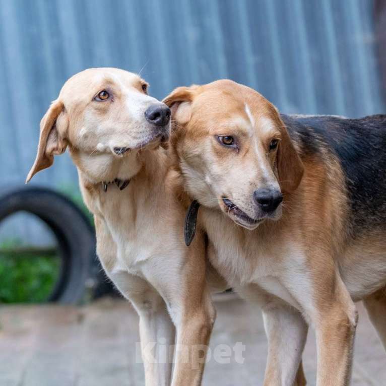 Собаки в Москве: Рафаэль Мальчик, Бесплатно - фото 3