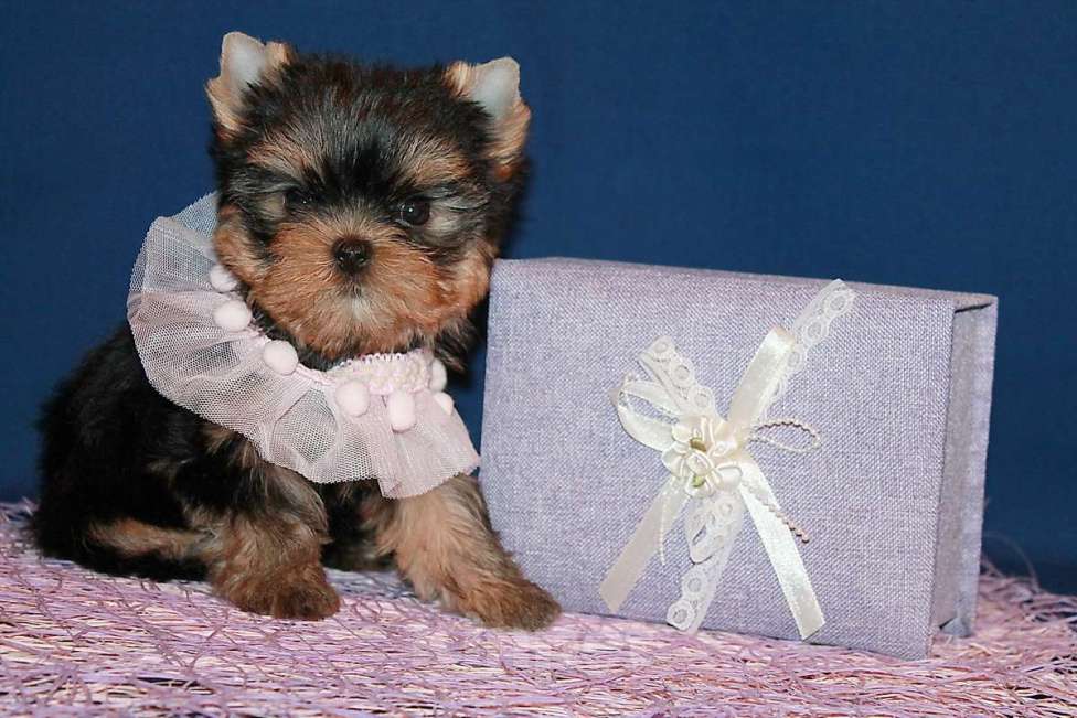 Собаки в Москве: Небольшая девочка, Яркая красотка. Девочка, 130 000 руб. - фото 4