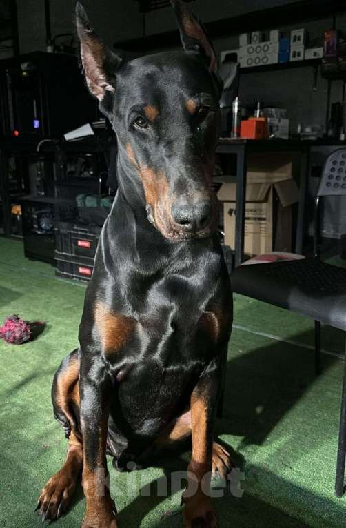 Собаки в Тюмени: Ищем ответственных хозяев  Мальчик, Бесплатно - фото 3