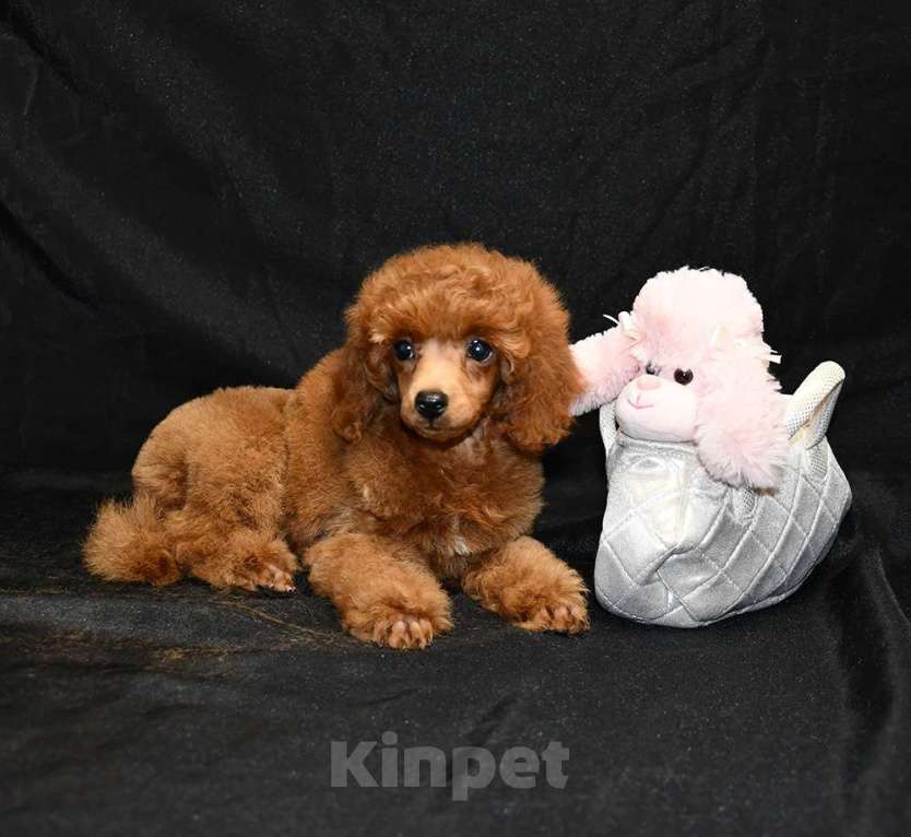 Собаки в Долгопрудном: Пуделя щенок  миниатюрный рыжий  КВИККИ  Мальчик, 100 000 руб. - фото 4