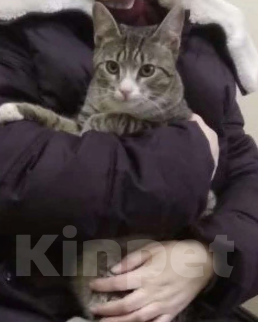 Кошки в Москве: Кот Мальчик, Бесплатно - фото 1