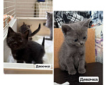Кошки в Иваново: Котята в добрые руки Девочка, Бесплатно - фото 1