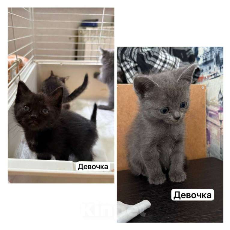 Кошки в Иваново: Котята в добрые руки Девочка, Бесплатно - фото 1