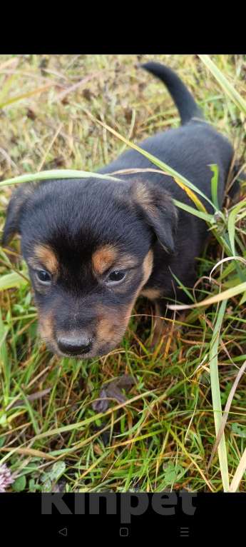 Собаки в других городах Ленинградской области: Цветной язычëк Девочка, Бесплатно - фото 4