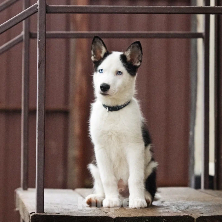 Собаки в Лосином-Петровском: Орфей якутята ппбж Мальчик, Бесплатно - фото 1