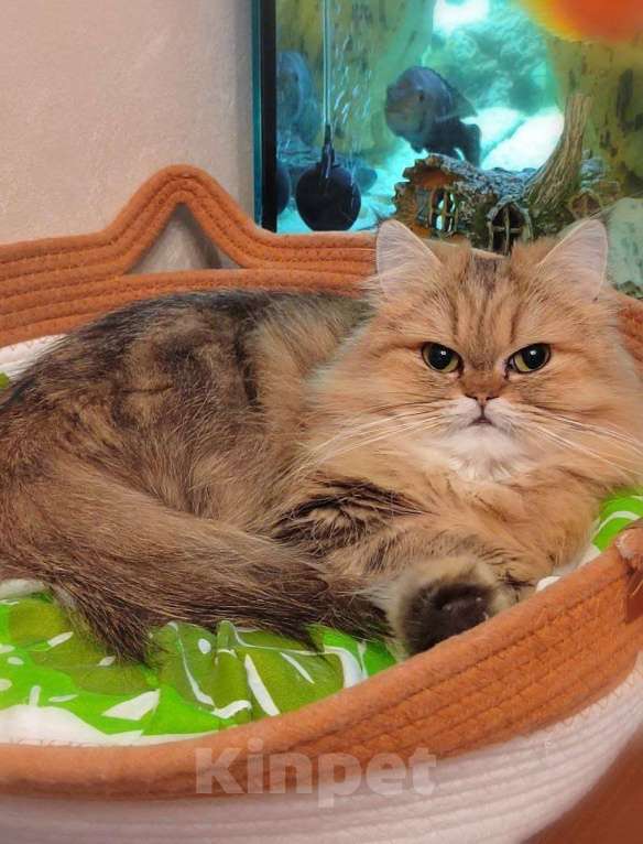 Кошки в Москве: Персидская кошечка. Девочка, 10 000 руб. - фото 1