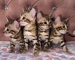 Кошки в Уфе: Бенгальские чистокровные котята Девочка, 15 000 руб. - фото 2
